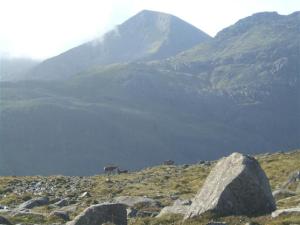 Stag on Rum Cuillin
